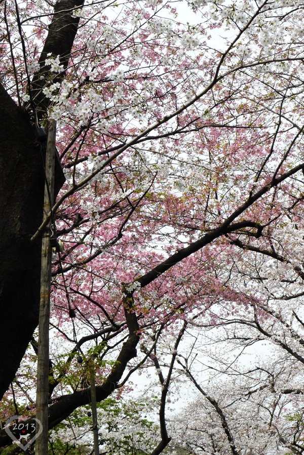 20130320-上野公園-05