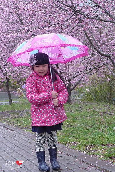 20140220-武陵賞櫻-16