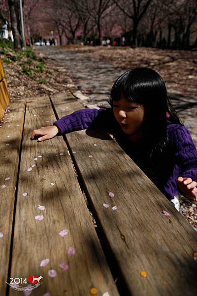 20140220-武陵賞櫻-14