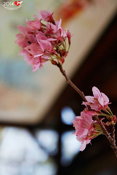 20140220-武陵賞櫻-10
