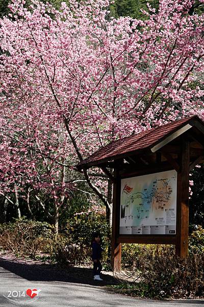 20140220-武陵賞櫻-08.jpg