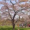 20130323-阿里山園區-15