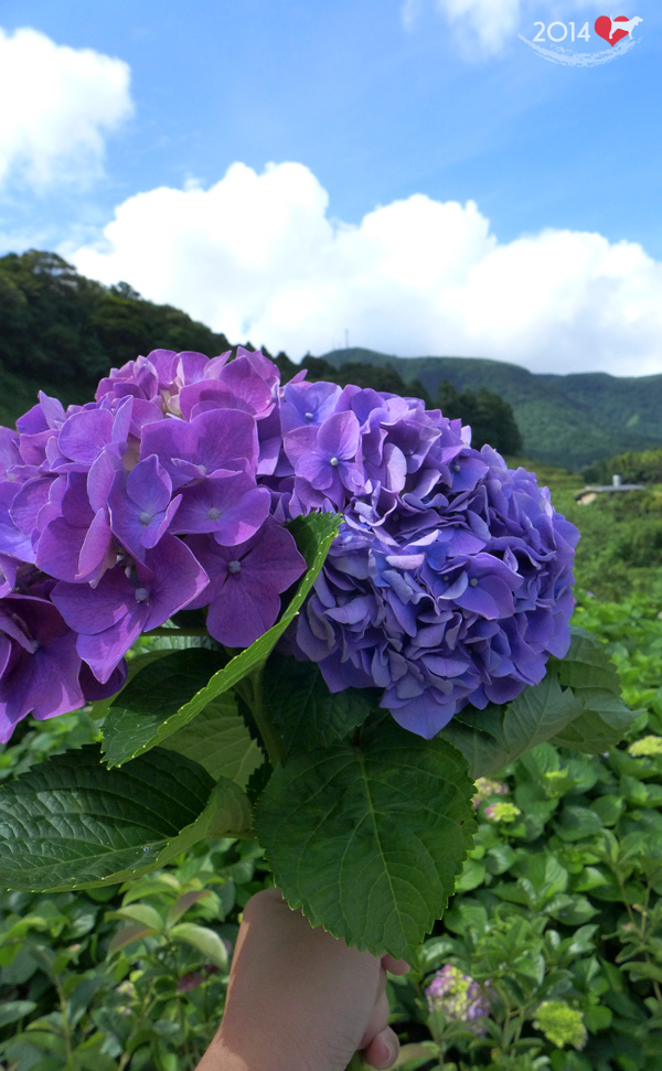 20140531-竹子湖採繡球花-16.jpg