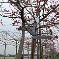 20150325-林初碑木棉道-01.jpg