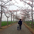 20150325-林初碑木棉道-17.jpg