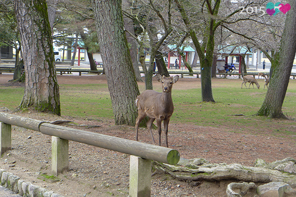 20150309-奈良公園-08.jpg