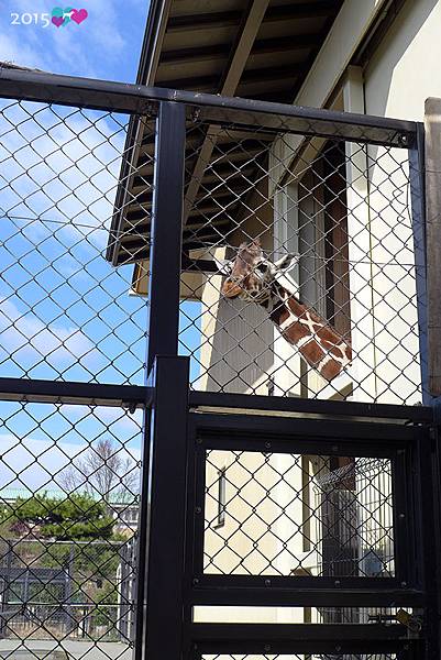 20150311-京都動物園-07.jpg