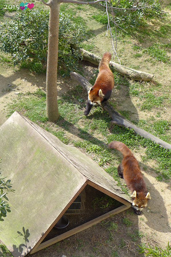 20150311-京都動物園-11.jpg