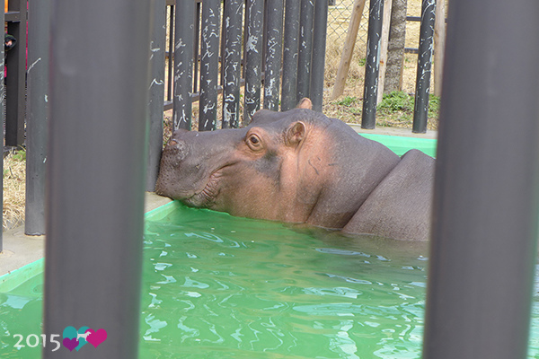 20150311-京都動物園-35.jpg