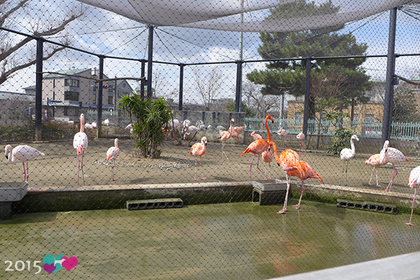 20150311-京都動物園-37.jpg