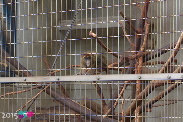 20150314-天王寺動物園-14.jpg