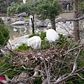 20150314-天王寺動物園-22.jpg