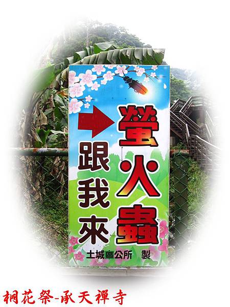 桐花祭-承天禪寺11