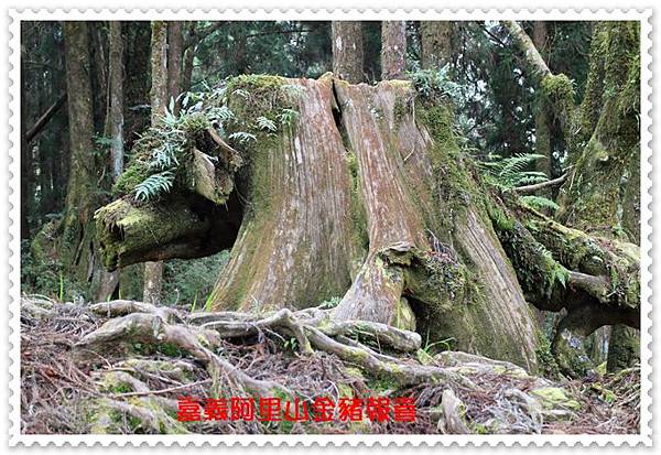 嘉義阿里山 25