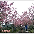 台大茶園 13