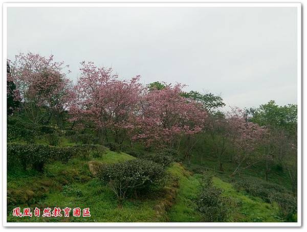 台大茶園 23