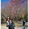 武陵農場櫻花季 03