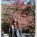 武陵農場櫻花季 04