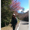 武陵農場櫻花季 07