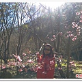 武陵農場櫻花季 10