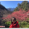 武陵農場櫻花季 23