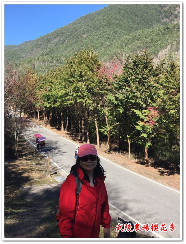武陵農場櫻花季 24 武陵農場櫻花季 24
