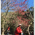武陵農場櫻花季 26