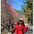 武陵農場櫻花季 27