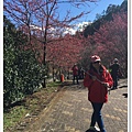 武陵農場櫻花季 28