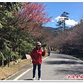 武陵農場櫻花季 29