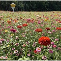 台北關渡波斯菊花海 02.JPG