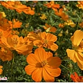 台北關渡波斯菊花海 06.JPG