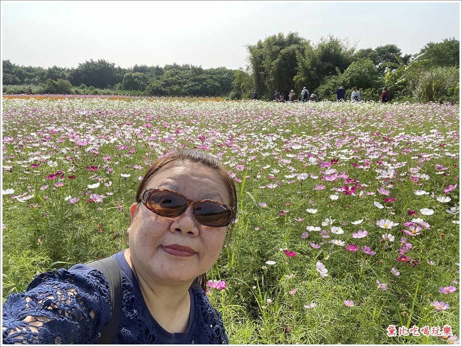 台北關渡波斯菊花海 08.JPG