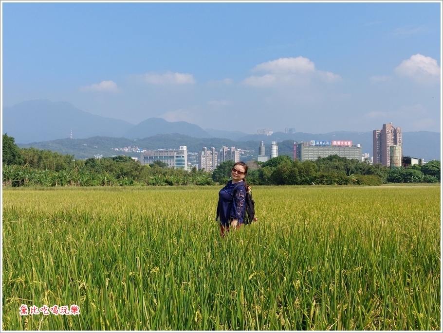 台北關渡波斯菊花海 16.JPG