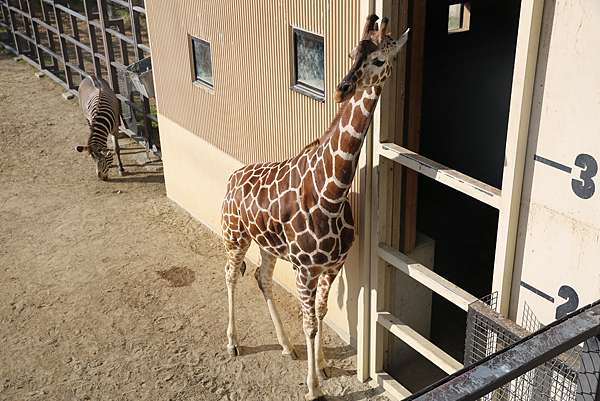 動物園 京都