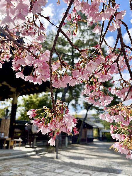 【2024/3 京都】京都的早櫻--豐國神社、醍醐寺