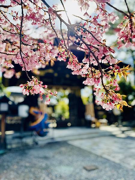 【2024/3 京都】京都的早櫻--豐國神社、醍醐寺