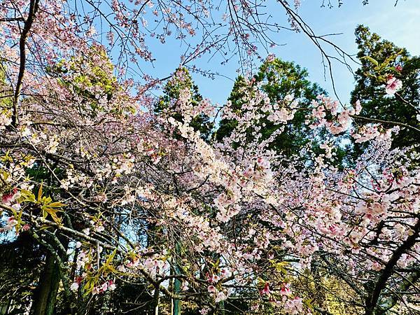 【2024/3 京都】京都的早櫻--豐國神社、醍醐寺