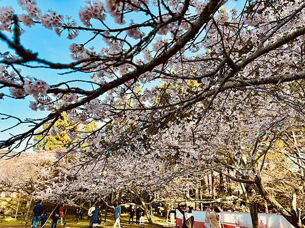 【2024/3 京都】京都的早櫻--豐國神社、醍醐寺