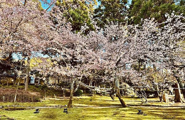 【2024/3 京都】京都的早櫻--豐國神社、醍醐寺