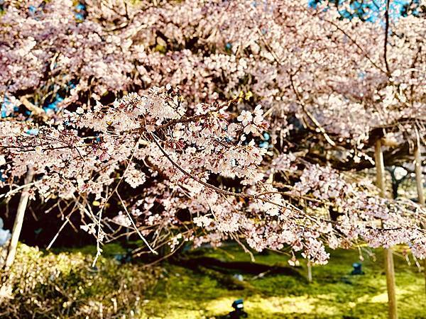 【2024/3 京都】京都的早櫻--豐國神社、醍醐寺