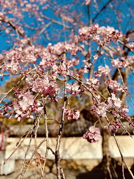 【2024/3 京都】京都的早櫻--豐國神社、醍醐寺