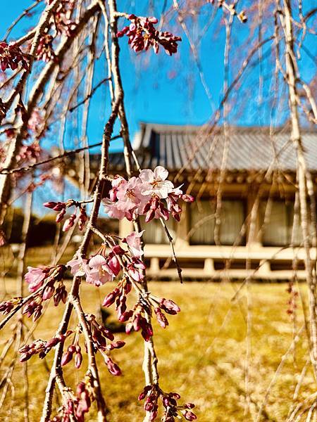 【2024/3 京都】京都的早櫻--豐國神社、醍醐寺