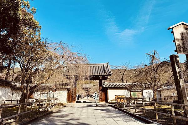 【2024/3 京都】京都的早櫻--豐國神社、醍醐寺