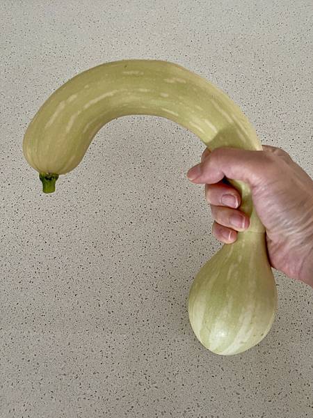 種植Zucchini tromponcino長號瓜／義大利南