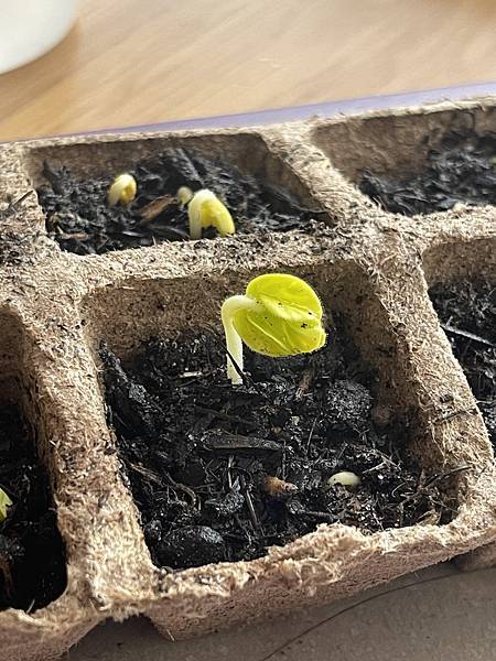 秋葵坎坷的一生 秋葵坎坷的一生