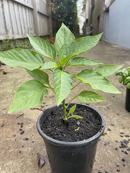 驚奇的bull horn chilli 驚奇的bull horn chilli