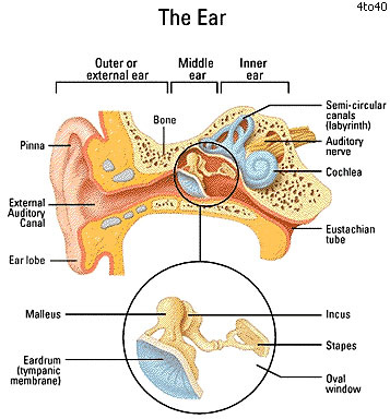 Ear_Hearing_Loss