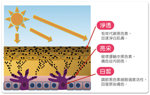 雷射光療05