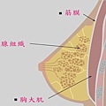 台中隆乳｜台中隆乳手術11